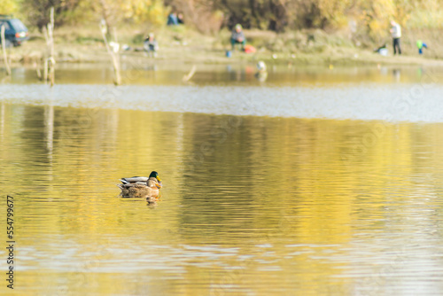 Wild ducks in their natural environment, in the autumn cold water of the lake.