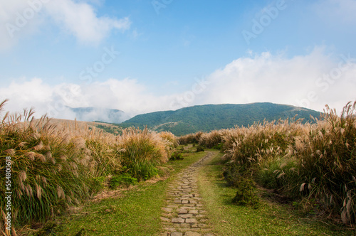Miscanthus in full bloom in Qingtiangang Grassland-Taipei, Taiwan