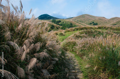 Miscanthus in full bloom in Qingtiangang Grassland-Taipei, Taiwan