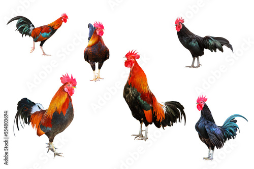 Rooster bantam crows isolate on transparent background png file