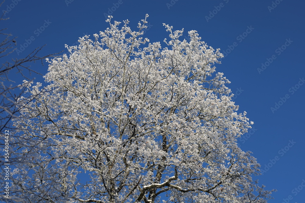 snow covered tree