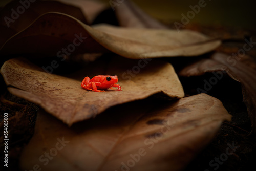 Golden mantella, Mantella aurantiaca, small, terrestrial, red colored frog endemic to Madagascar in typical envorinment, sitting on a brown, dry leaves. Andasibe forest, Madagascar. photo