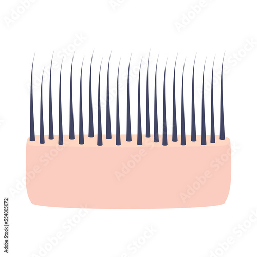 Fine hair thickness type. Skin cross-section with thin strands. Anatomical structure linear scheme. Medical and beauty concept. Vector illustration.