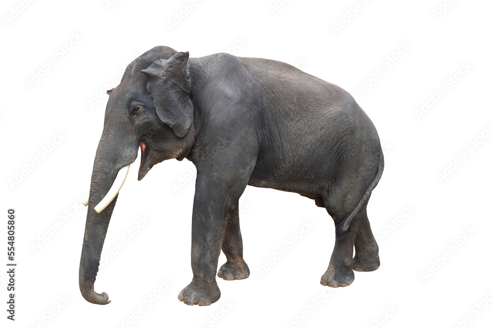 Elephant isolated on transparent background png file Elephant isolated on transparent background png file