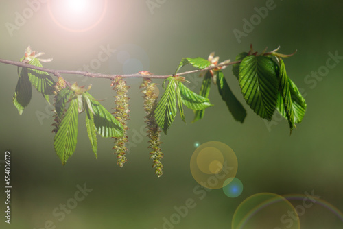 New leaves on the branches of a tree.