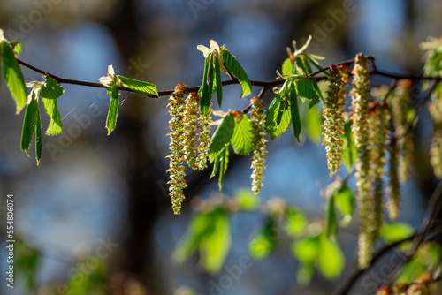 New leaves on the branches of a tree.