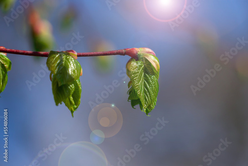 New leaves on the branches of a tree.