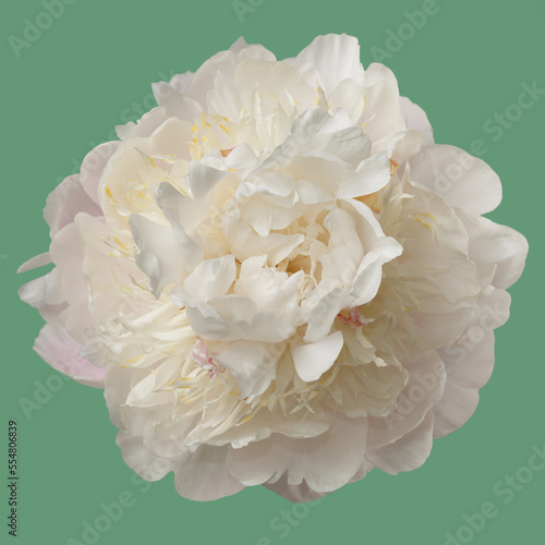 Delicate peony flower isolated on green background.