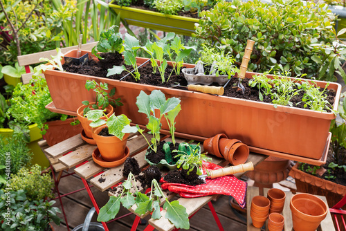 Planting of vegetables in balcony garden photo