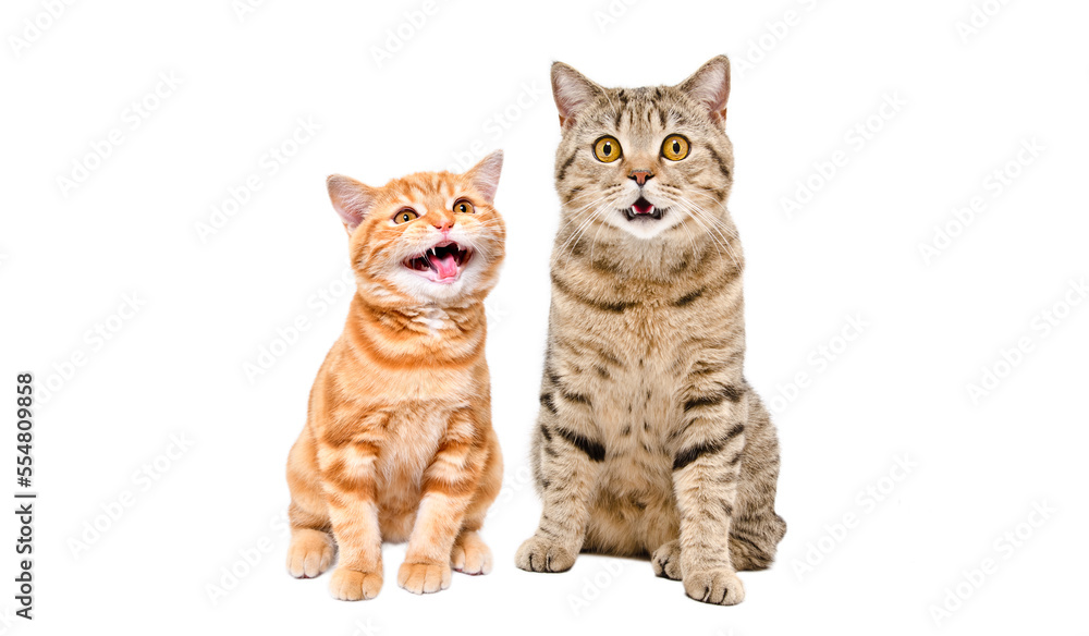 Cat and meowing kitten sitting together isolated on white background