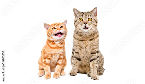 Cat and meowing kitten sitting together isolated on white background