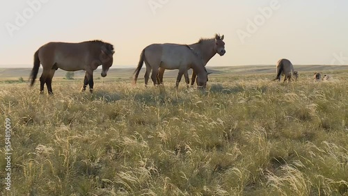 Wallpaper Mural A group of wild horses of Prezhevalsky, grazing in a field in the general plan Torontodigital.ca