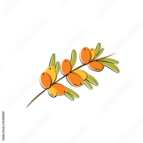 Sea buckthorn branch. Hippophae berries with leaves. Vector illustration