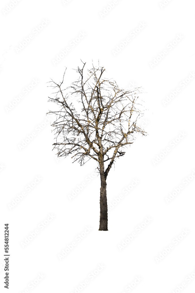 Arbre Automne Hiver - PNG Arbre Automne Hiver - PNG