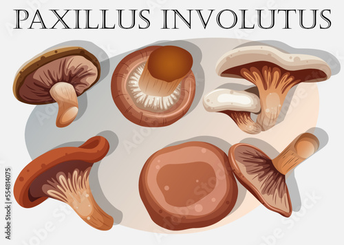 Set of mushrooms. Vector illustration of poisonous mushrooms named Paxillus Involutus isolated on white. 
