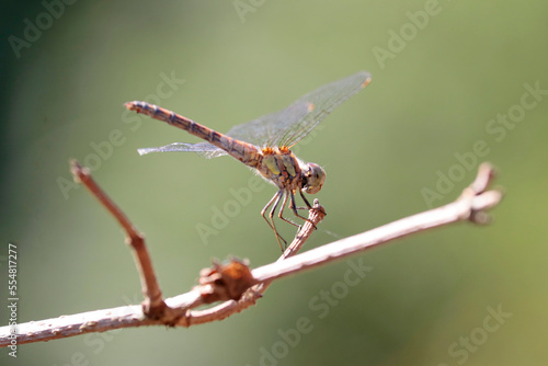 Wallpaper Mural Sympétrum fascié Torontodigital.ca