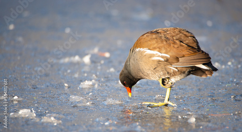 Common gallinule, Gallinula galeata moorhen waddle over frozen and snow covered pond in winter, birds
 photo