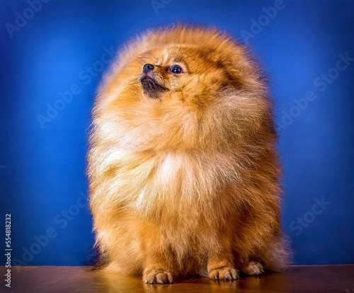 A lovely Pomeranian doggy on blue background.