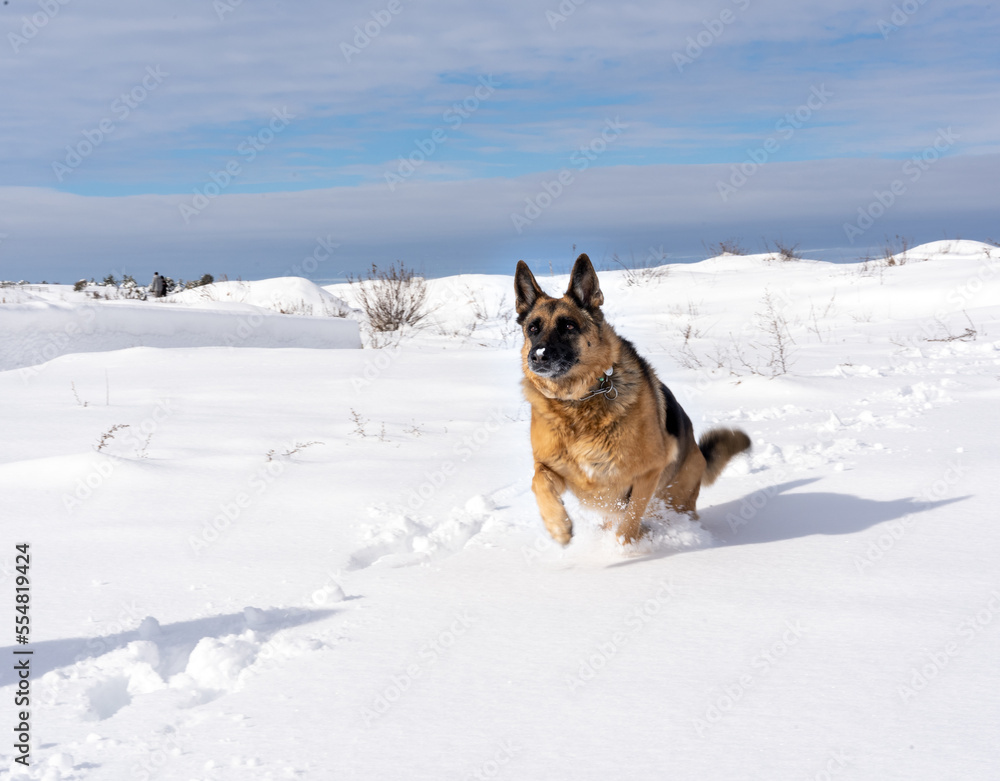 Dog running outdoors in winter snow at daytime. Dog running outdoors in winter snow at daytime.