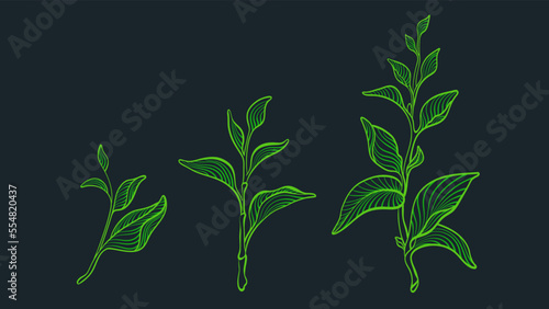 Tea leaves, art set. Graphic green plant. Organic