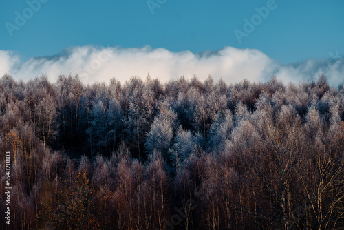 Winterwald  gefrorene Baumkronen  Kalte Landschaft