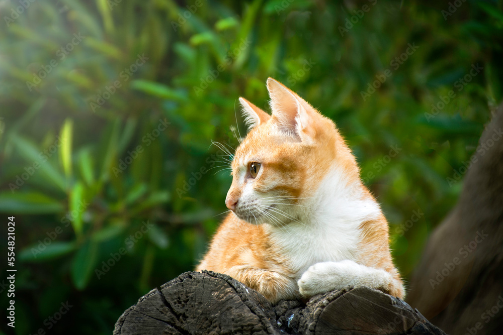 Beautiful ginger cat resting on log in bright morning