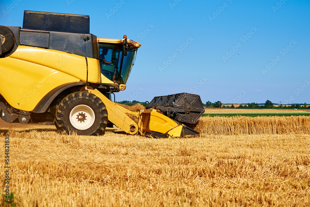 Obraz premium Combine harvester harvesting golden wheat field, harvester working in an agricultural field, harvest season