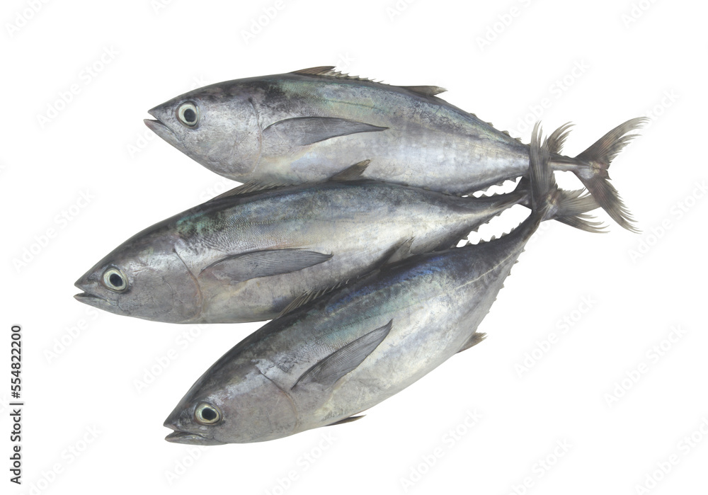 Three fresh bluefin tuna fishes isolated on white background Three fresh bluefin tuna fishes isolated on white background