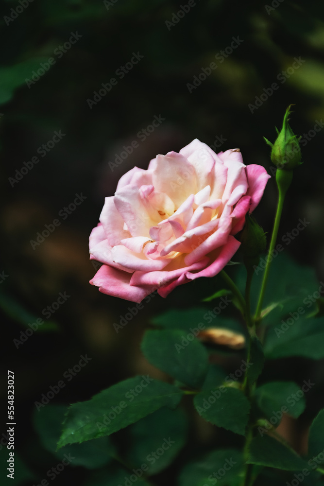 Beautiful blooming flower rose flower close up Beautiful blooming flower rose flower close up