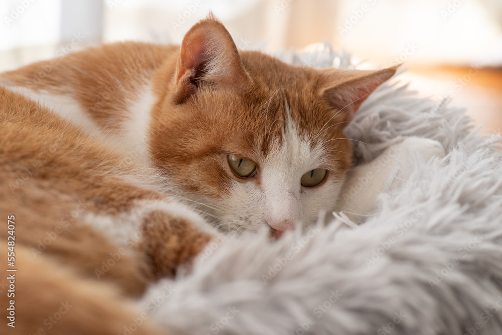窓辺でくつろぐ猫　茶トラ白