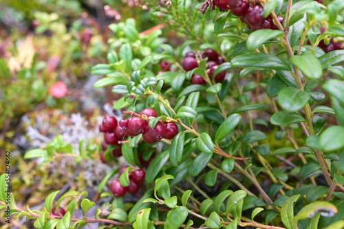 lingonberry bushes with red ripe berries in the forest