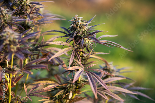 High THC Marijuana Effects and cannabis purple plant