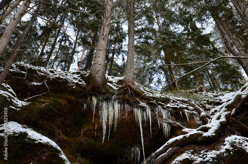 Slika na platnu Winter forest, snow covered trees, icicles
