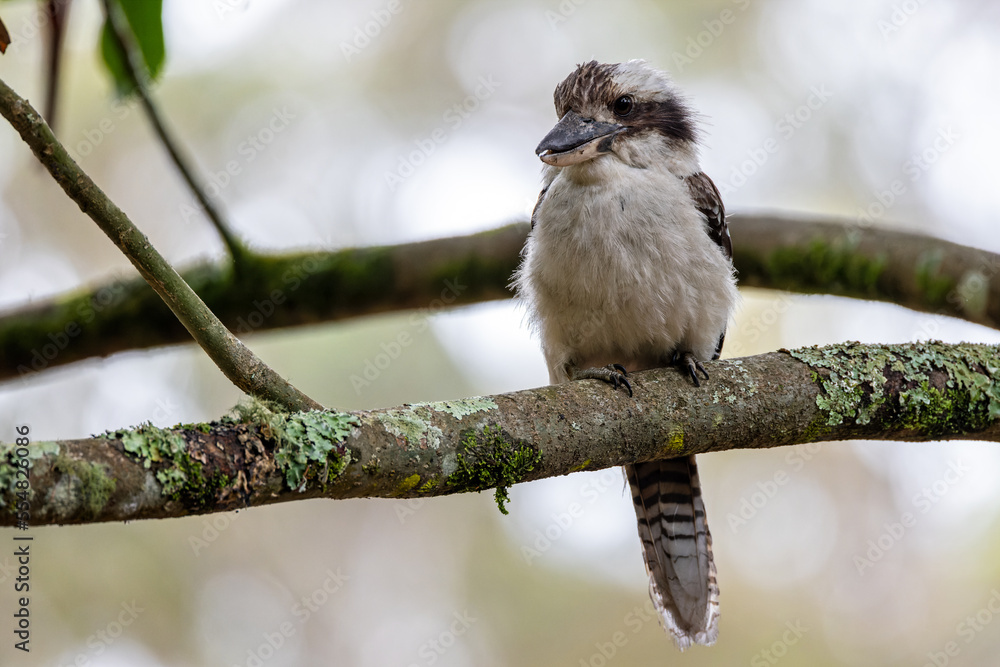 Naklejka premium Close up of an Australian Kookaburra bird perched on a branch