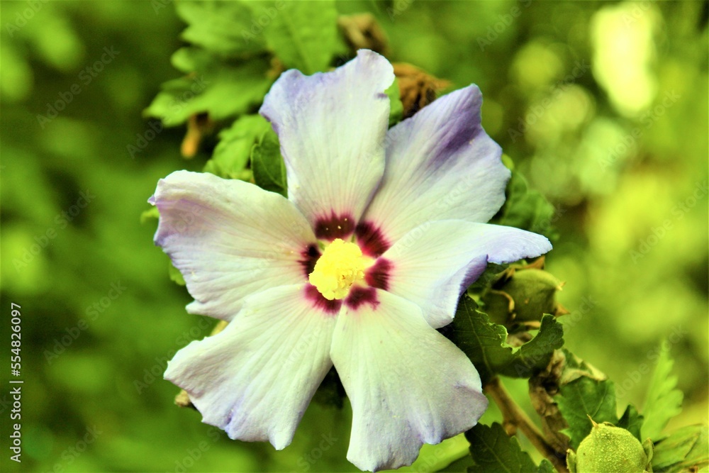 Obraz premium Weiße Blume