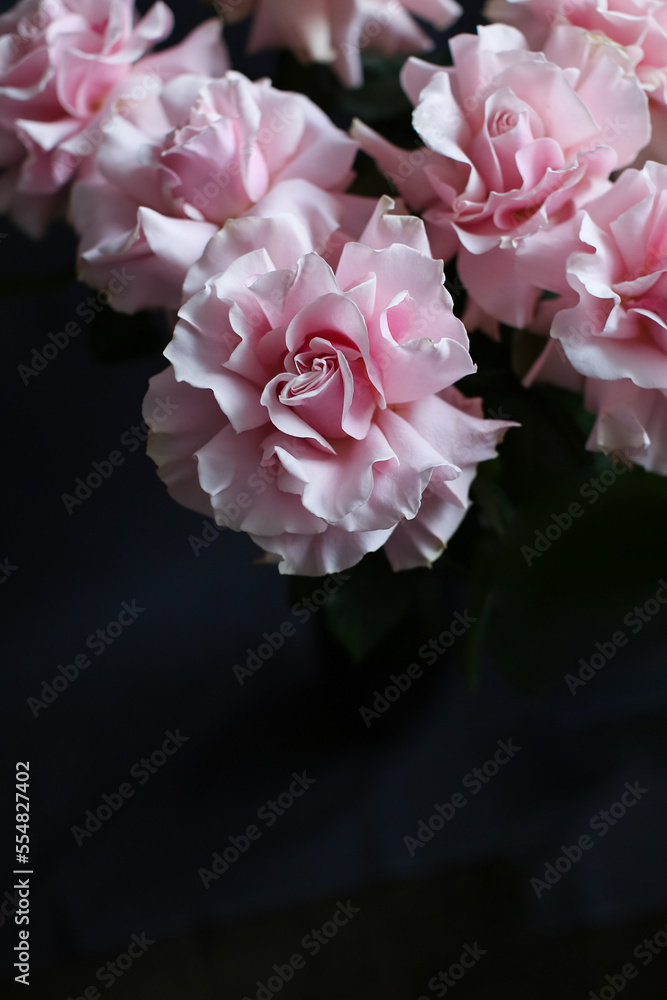 Pink roses on a dark background, French variety Pink roses on a dark background, French variety