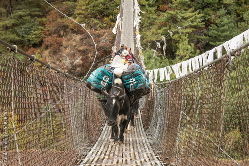 A yak crossing a Suspension bridge over the Dudh Kosi, Everest Base Camp trek, Khumbu, Nepal