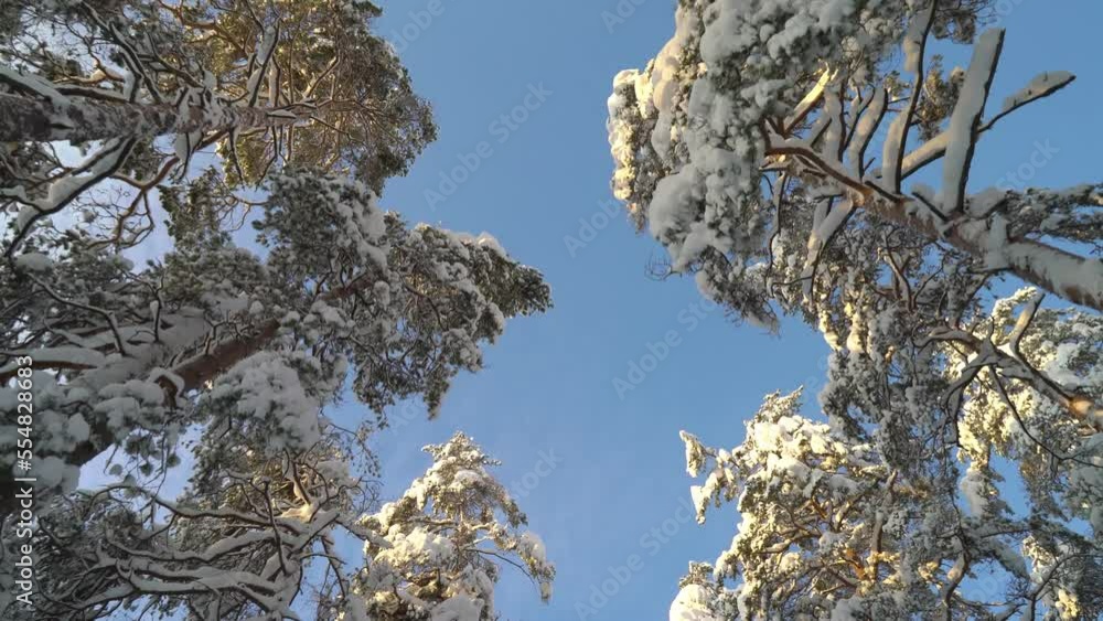 Walking in National park forest under tall pine trees on a cold sunny day in winter. Stunning beauty of northern nature in Nuuksio National Park, Finland. With the sound of footsteps in the snow. Walking in National park forest under tall pine trees on a cold sunny day in winter. Stunning beauty of northern nature in Nuuksio National Park, Finland. With the sound of footsteps in the snow.