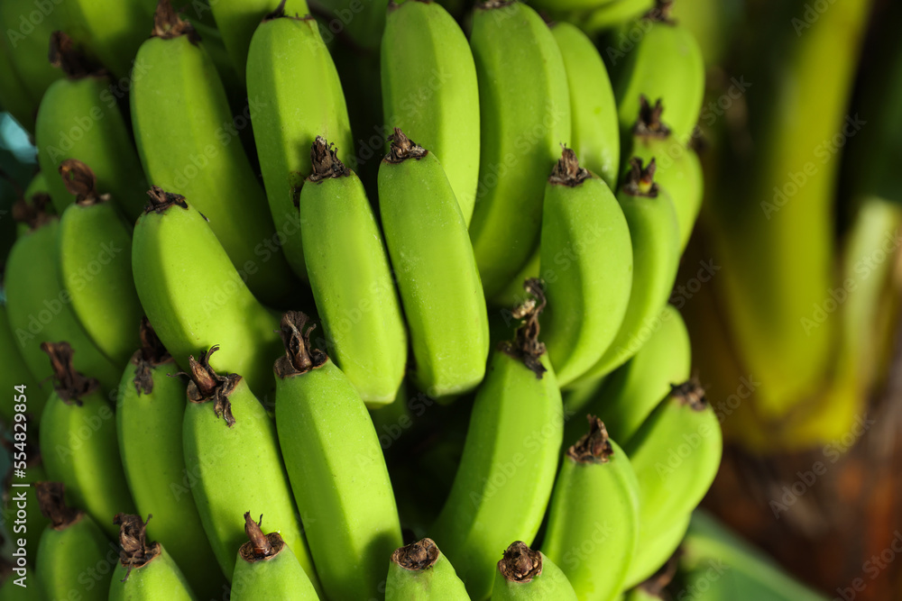 Unripe bananas growing on tree outdoors, closeup view