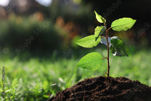 Planting tree. Seedling growing in soil outdoors, closeup. Space for text