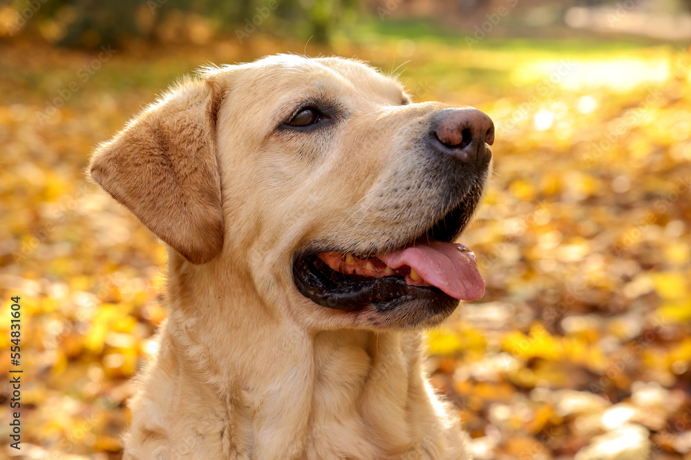 Cute Labrador Retriever dog in sunny autumn park, closeup Cute Labrador Retriever dog in sunny autumn park, closeup