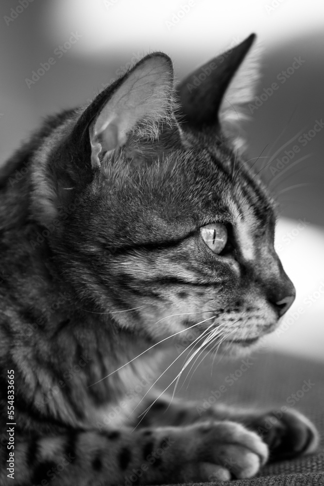 Tigerkatze, aufmerksam, wachsam Tigerkatze, aufmerksam, wachsam