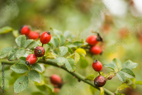 Rosa canina. Photo of shrubs of rosehip in the wild on a sunny autumn.