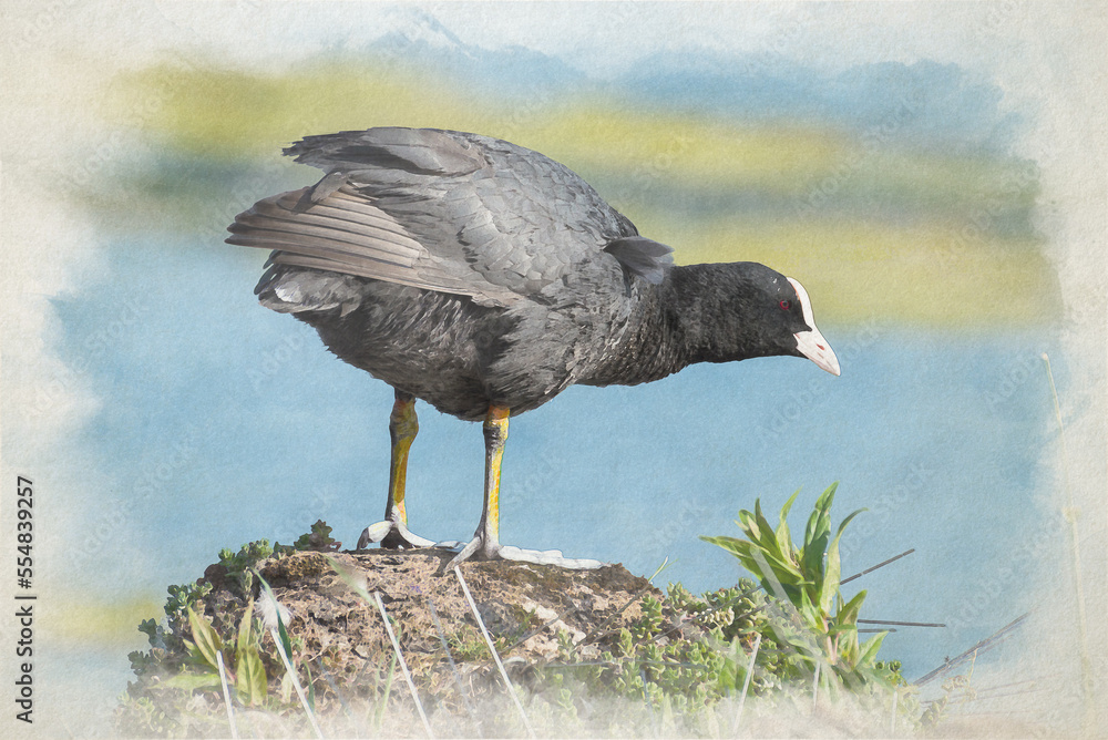 Obraz premium A digital watercolor painting of a single Coot standing on a rock.