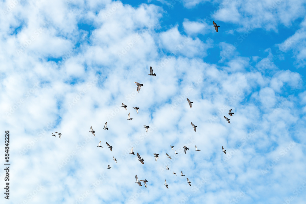 Flock of pigeons flying across the blue sky on sunny autumn day Flock of pigeons flying across the blue sky on sunny autumn day