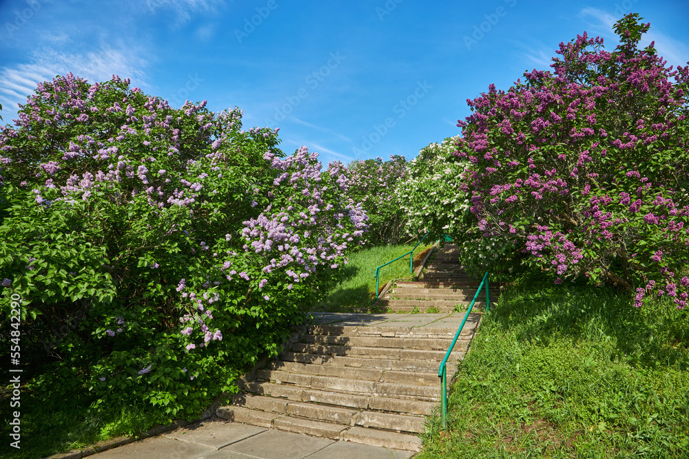 sunny day in lilac alley in a botanical garden