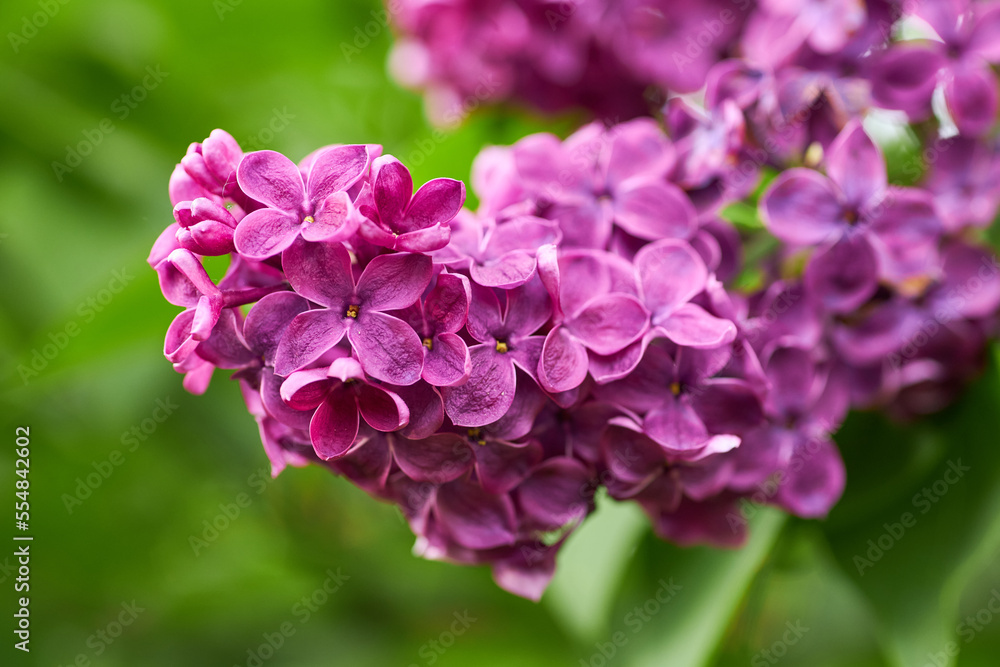 beautiful lilac flowers branch on a green background, natural spring background, soft selective focus. beautiful lilac flowers branch on a green background, natural spring background, soft selective focus.