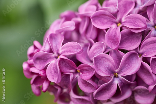 Macro image of Lilac flowers. Abstract floral background. Very shallow depth of field