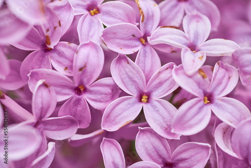 Macro image of Lilac flowers. Abstract floral background. Very shallow depth of field © Ryzhkov Oleksandr