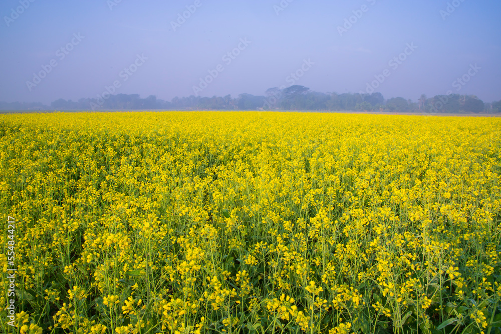 Beautiful Yellow Blooming rapeseed flower in the field natural Landscape view Beautiful Yellow Blooming rapeseed flower in the field natural Landscape view